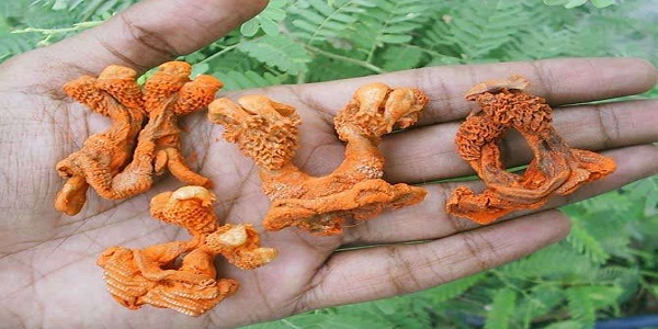 ये खास चीजें जेब में रखने से मिलती है काम में सफलता